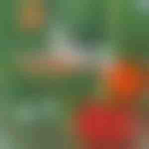 Cucitrice professionale per piante | PLANTBRAND