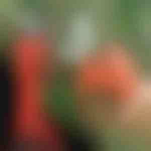 Forbici elettriche da potatura, senza fili per giardino e frutteto | WHIZZPRUNER