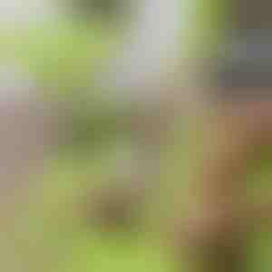 Tagliere con contenitore staccabile 2 in 1| CHOPPINATA