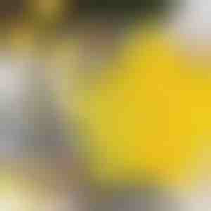 Tagliabiscotti a forma di stella (6 pezzi) | STARCUTS