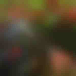 Forbici per alberi | TREESNIP