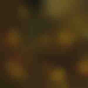 Luci per l'albero di Natale | IZIGLOW