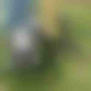 Attrezzo per estirpare le erbacce | ROOTNIK