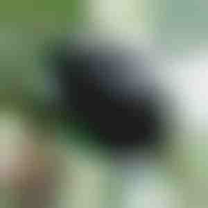 Scatola di propagazione per radici sane (5 pezzi) | ROOTY