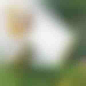 Irrigatore a testa multipla | SPRAYMASTER