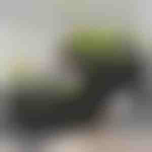 Cassetta per orto | BOTANITKO