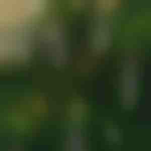 Candele tremolanti senza fiamma (6 pz) | CANDLEA