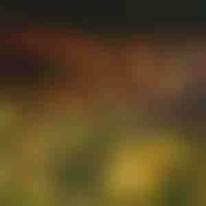 Catena luminosa solare con 6 lampadine a LED | SOMPEX