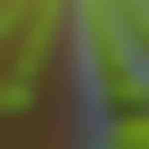 Erbacce eliminate in 24 ore - Telo da giardino 0,95 x 10 m | VEGUARD